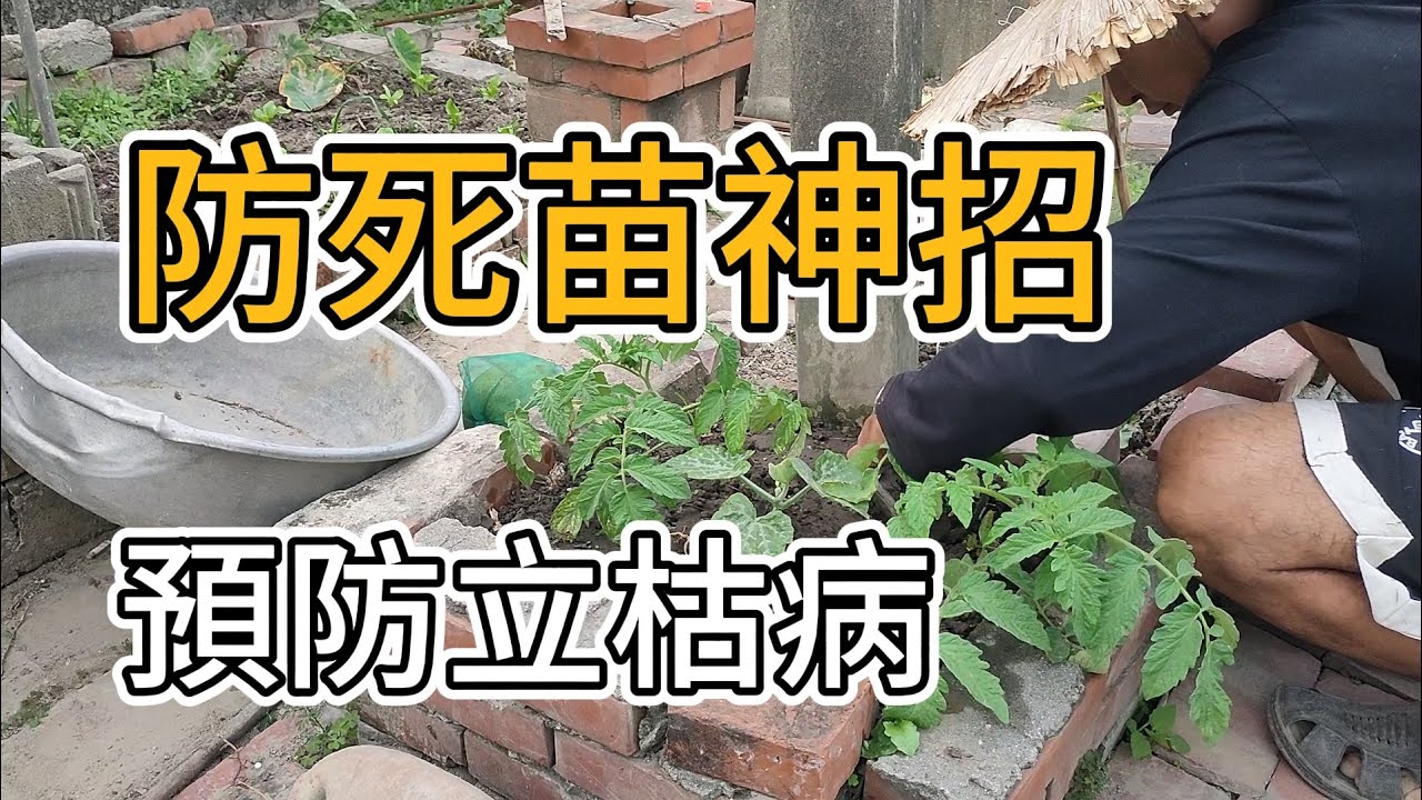 [秋冬作物種植] 09_1 番茄幼苗老是枯死？簡易預防立枯病與猝倒病，年菜作物大豐收！