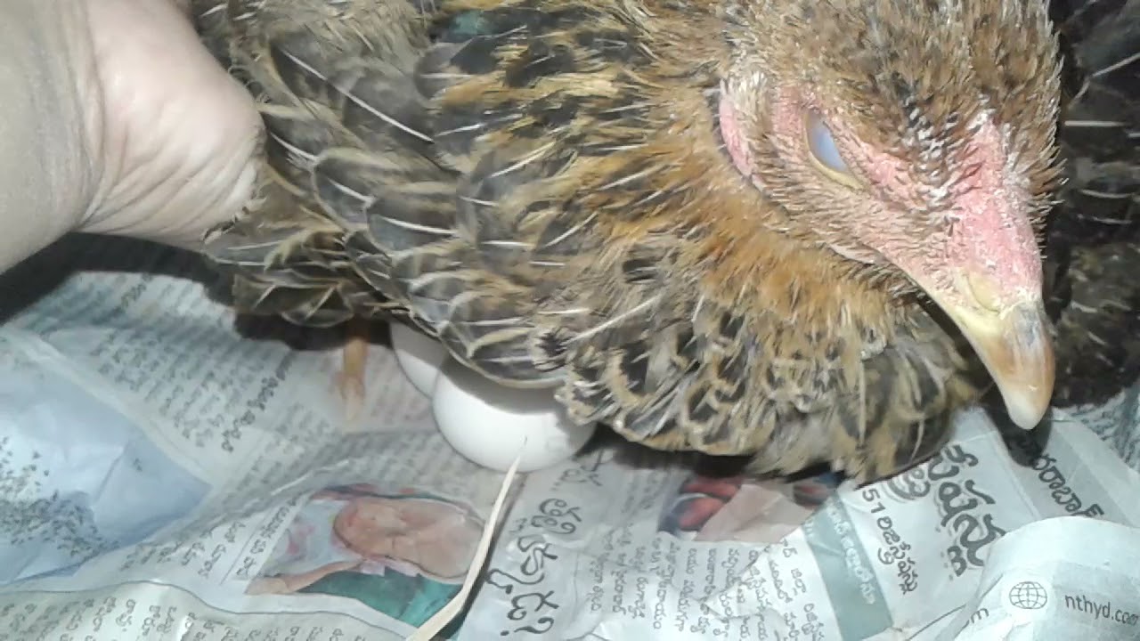 Hen hatching egg| Desi murgi