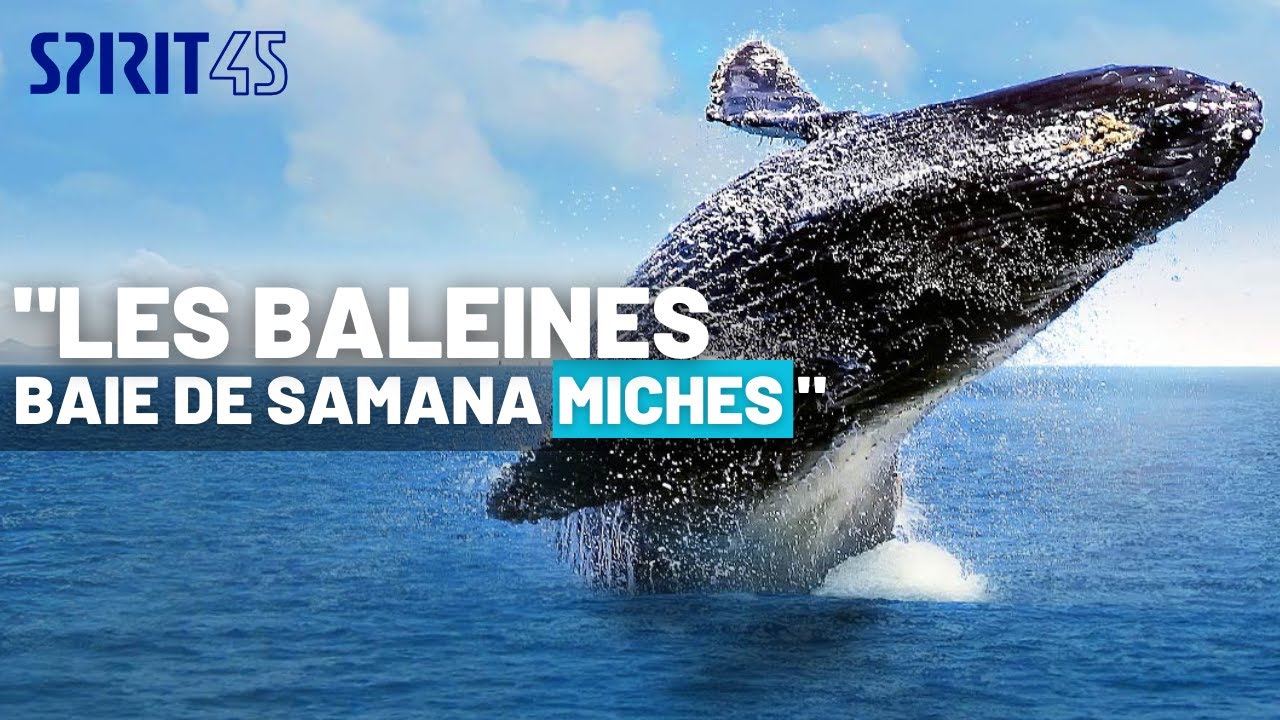 EXCURSION des BALEINES WHALE à SAMANA - Miches - République Dominicaine