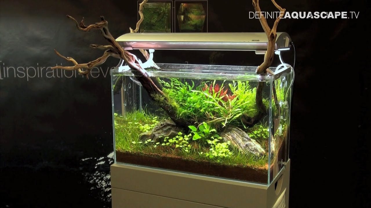 Aquascaping - Aquarium Ideas from Aquatics Live 2011, part 4