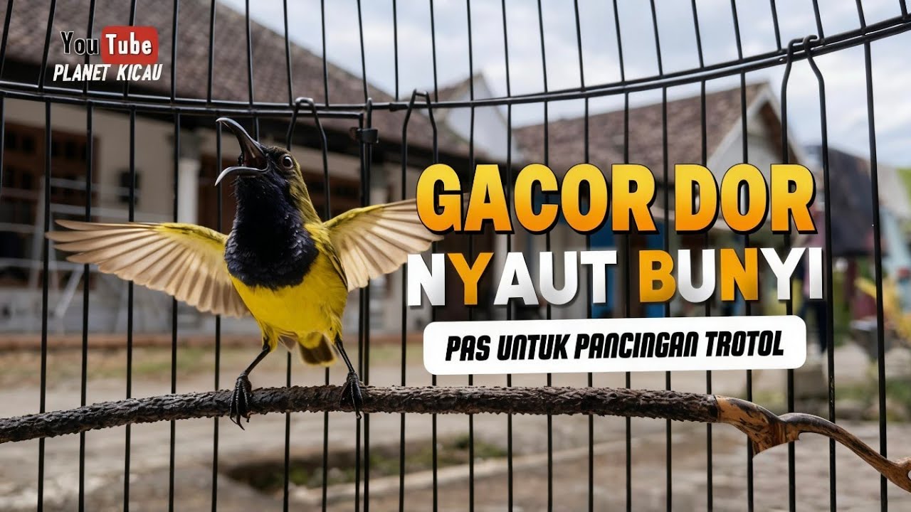 Nyaut gacor ‼️ Pas untuk pancingan sogon trotol yang baru belajar bunyi #sogontrotol #sogon 