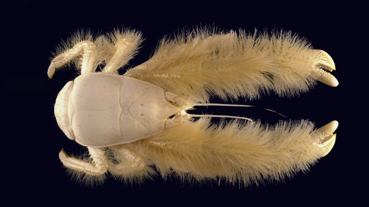 Yeti Crab 🦀 The Hairy Crab!