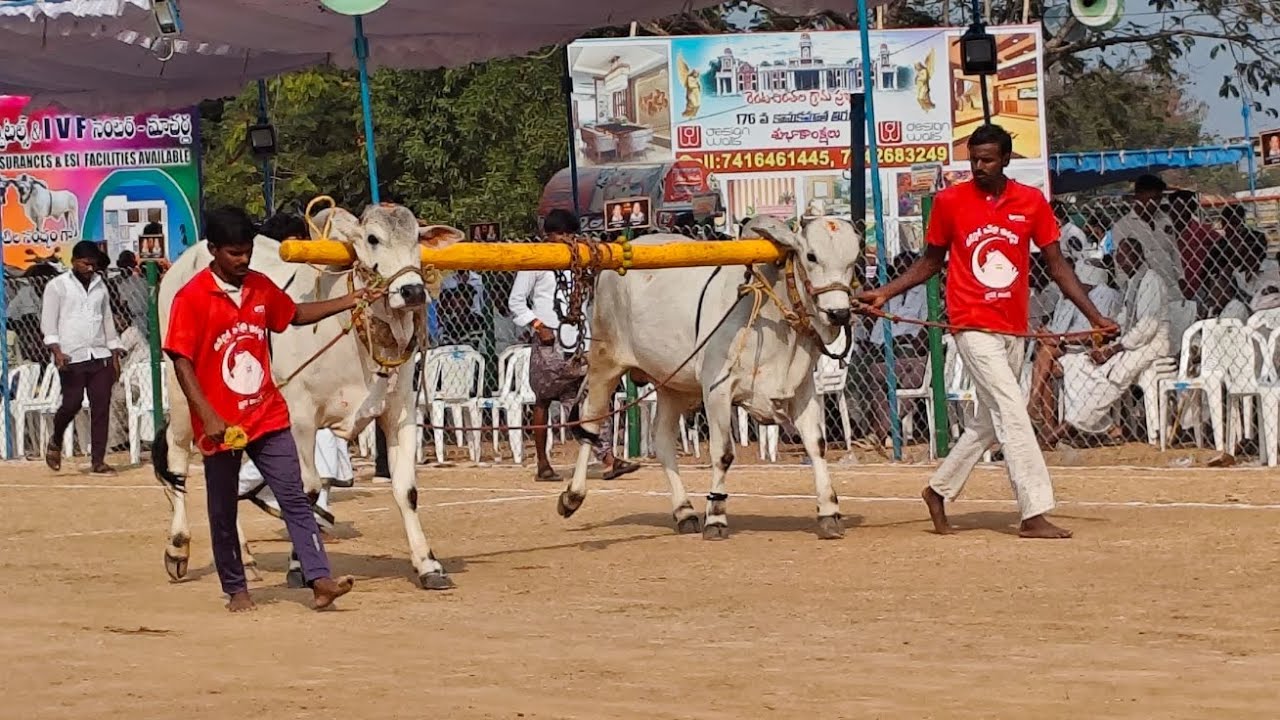 రెంటచింతల గ్రామం టచ్చు పళ్ళు విభాగం 11వ జత
