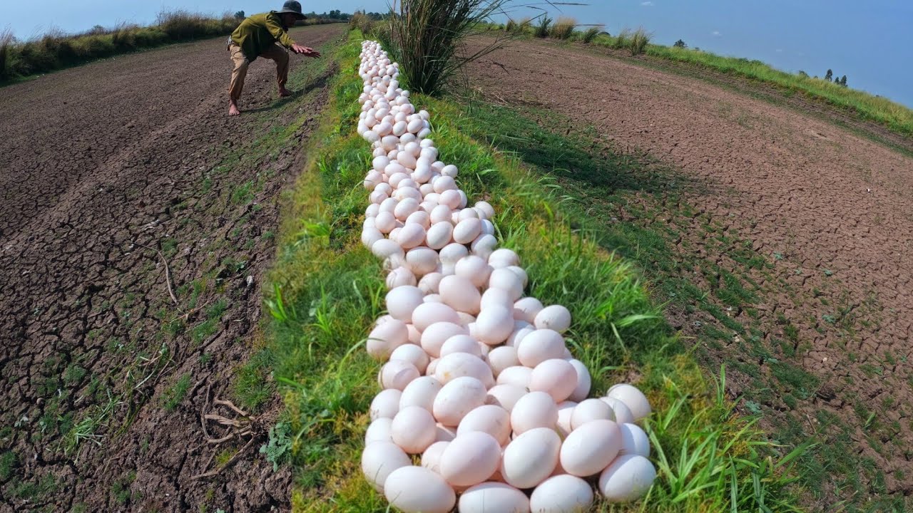 Top farmer, pick a lot of duck eggs in rice field near the village