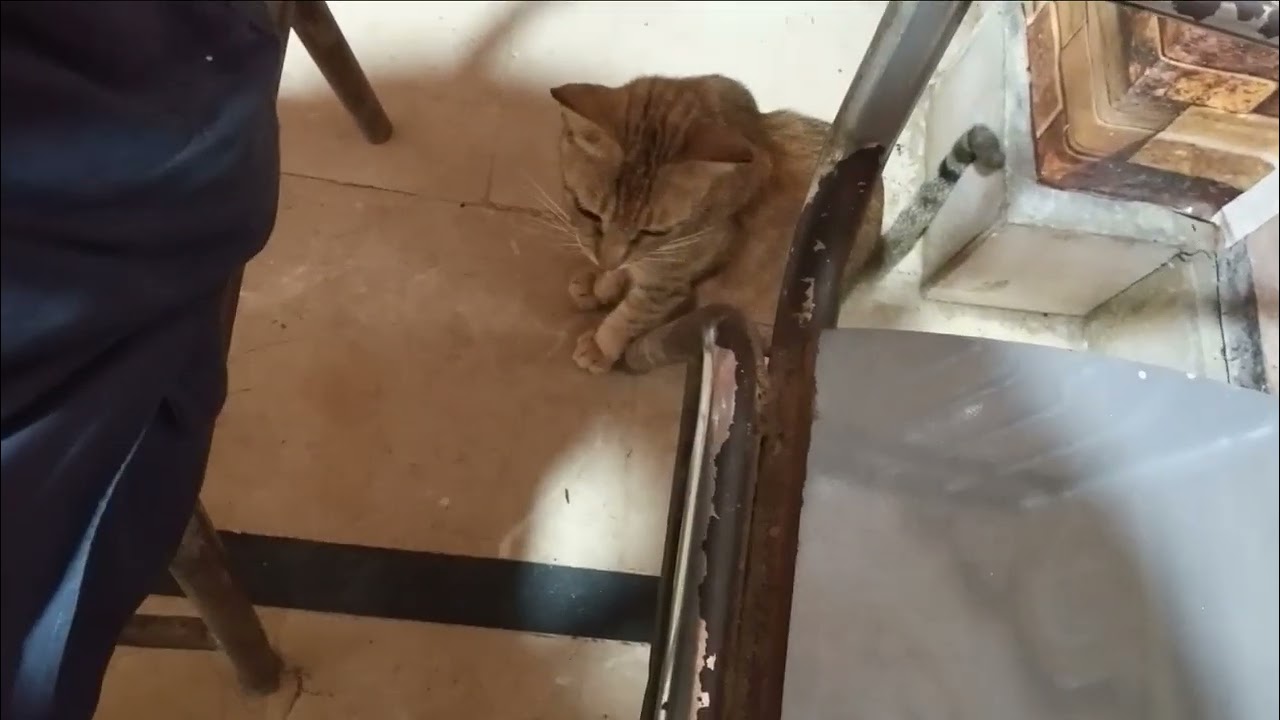 Heart Touching Cat Video #shortsfeed