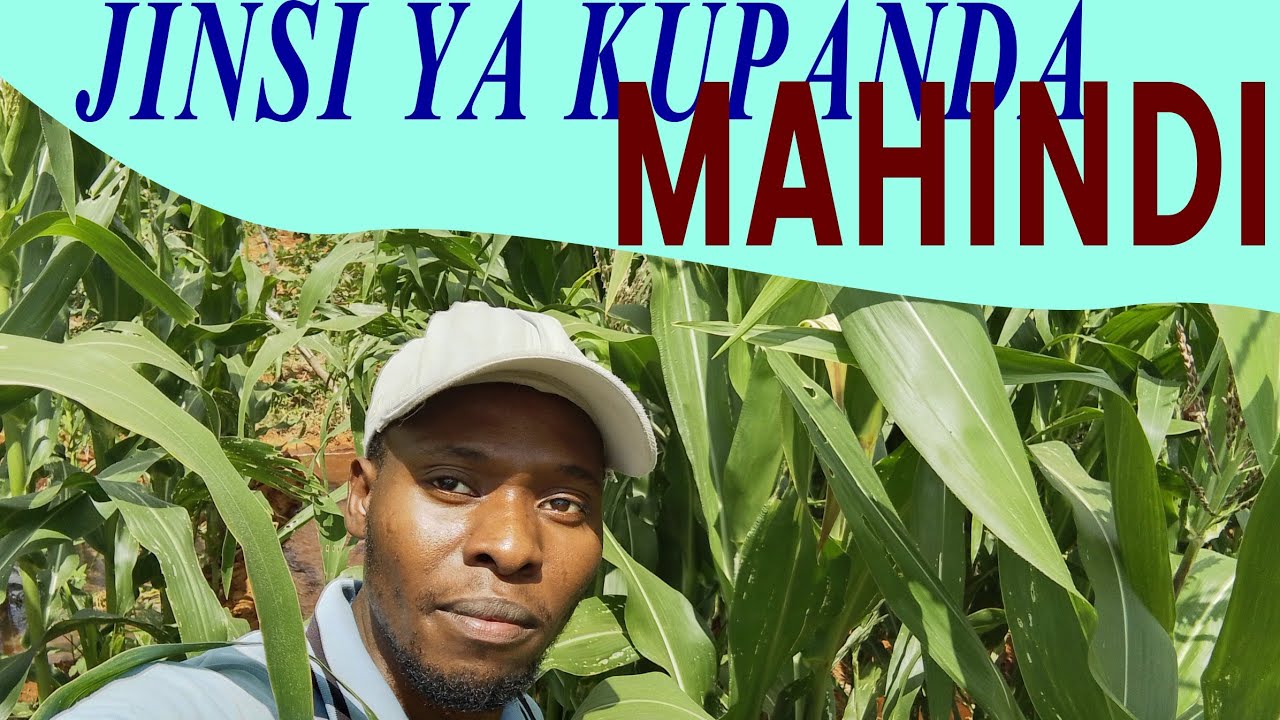 JE! WAJUA TOFAUTI YA KUPANDA MBEGU NA KUZIKA MBEGU?