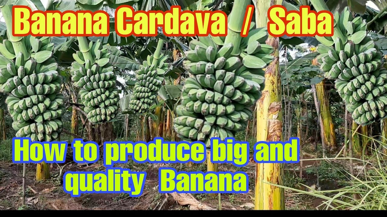 How to produce big and quality cardava / Saba Banana. Paano magpalaki at dikallidad na saging saba