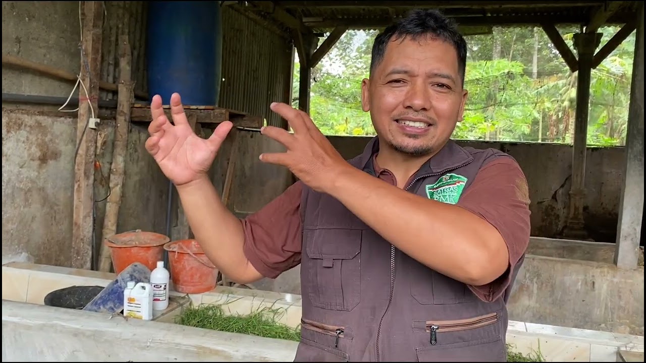 CARA MERAWAT PEDET PETOT PAKSA EKSTRIM BISA SEHAT KEMBALI (YANTI)