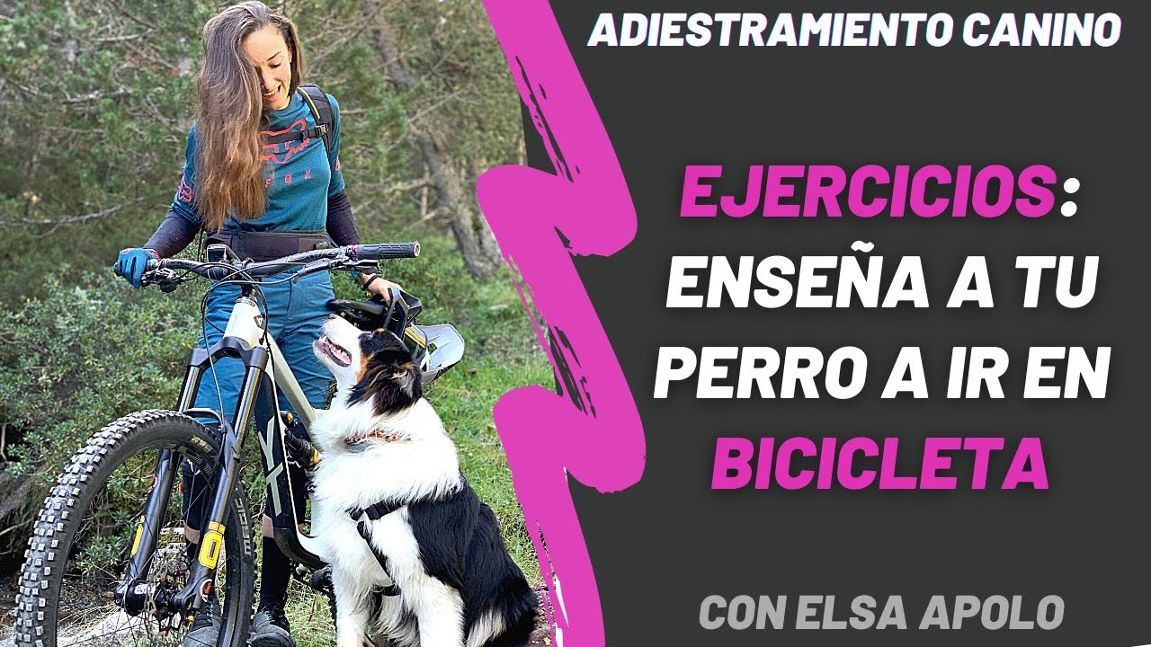 Ejercicios para enseñar a tu perro a seguirte en bici Adiestramiento Perros Elsa Apolo