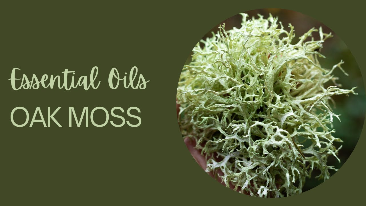 Essential Oils: Oak Moss