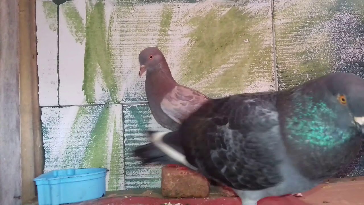 Suara Burung Merpati merayu padahal udah ada pasanganya😄😄😄