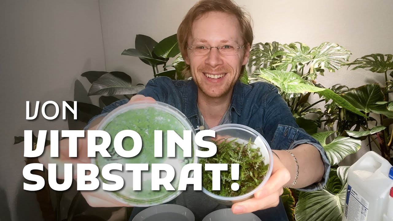 Übergangsphase von VITRO-PFLANZEN – Schritt für Schritt