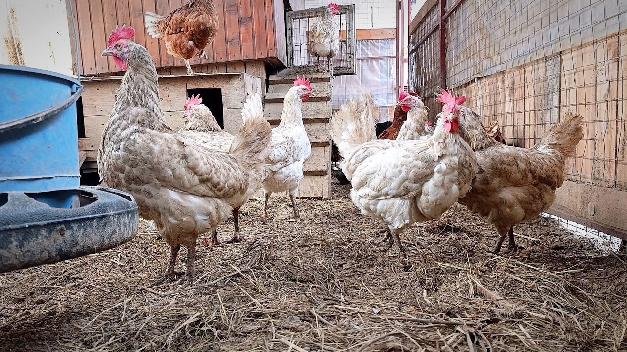 Soft Clucks & Hay — A Quiet Barn Story 🐔🌾