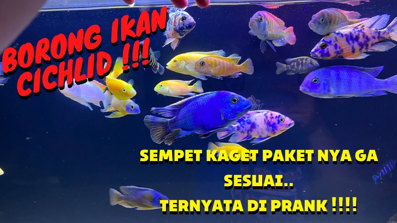 BORONG IKAN CICHLID AFRIKA DI TOKOIJO & SAAT NYA UNBOXING IKAN NYA‼️