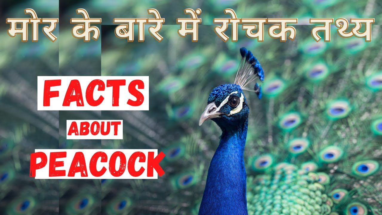 Interesting information about peacock | Top 15 Interesting Facts about Peacock | In Hindi
