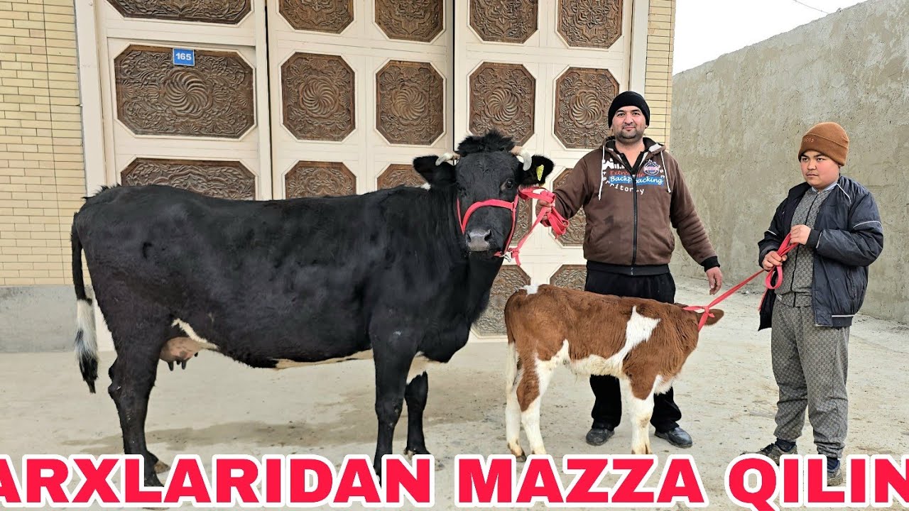  Hamza akamizdan yangisi bugun narxlari yanada yengil 2 марта 2026 г.