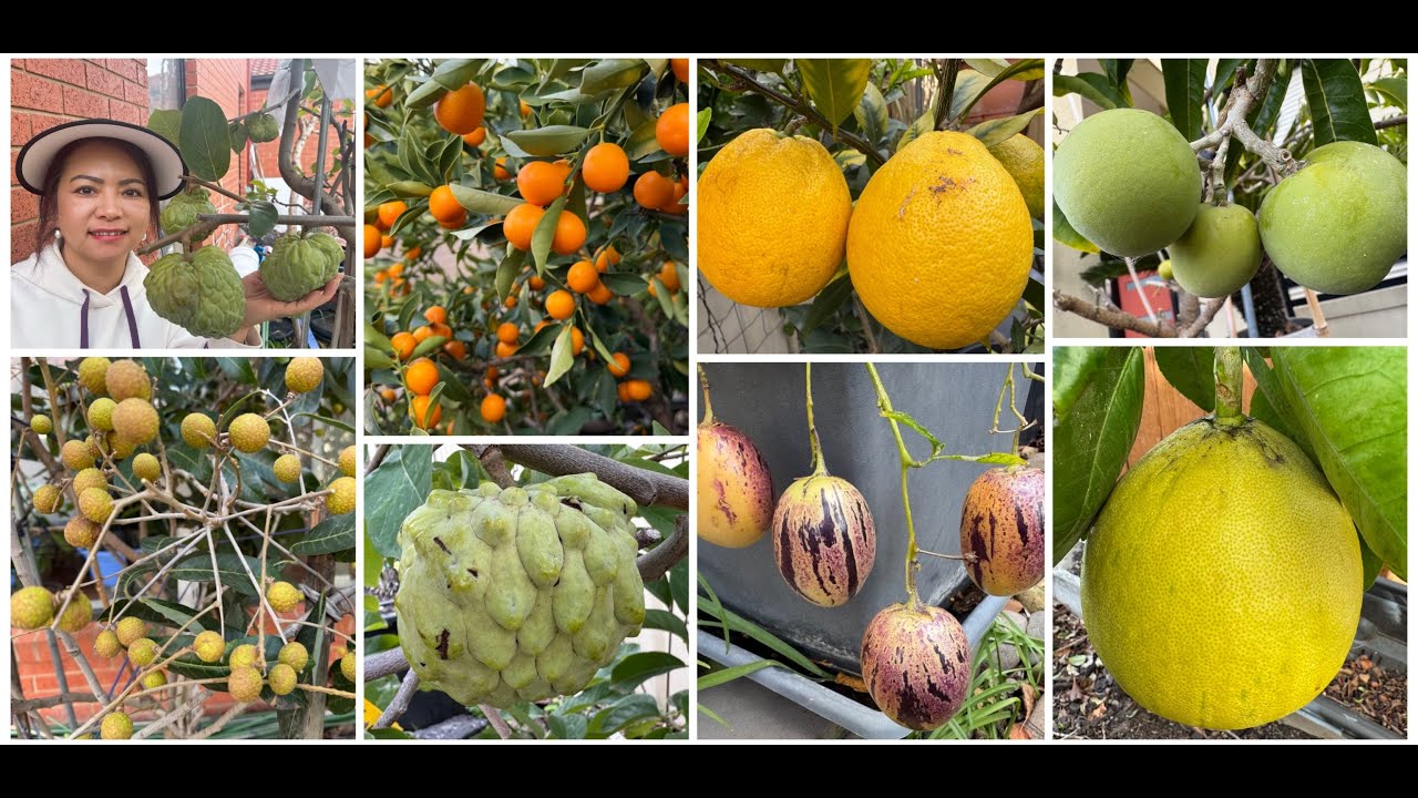 Cập nhật vườn cây ăn trái cuối đông 2025/Garden tour end of winter 2025