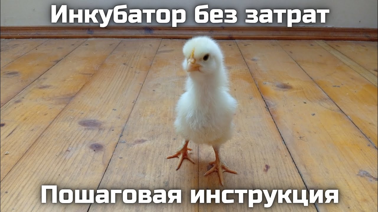 Инкубатор своими руками || Максимальное количество вылупившихся цыплят практически без затрат