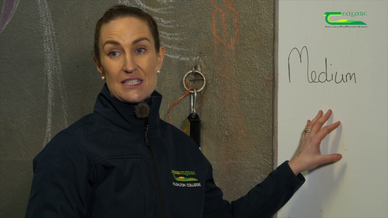 Equine Digestion & Nutrition with Crea English - Farm Walk And Talk