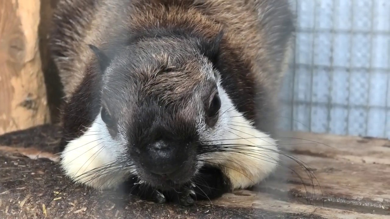 Белка Превоста угостилась муравьями!The squirrel of excellence was treated by ants! Bakhchisaray Zoo