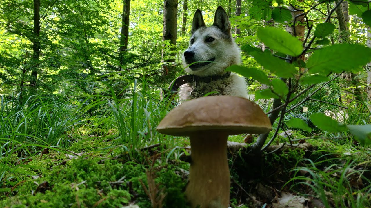 ГРИБНИЙ ЛІС Карпат