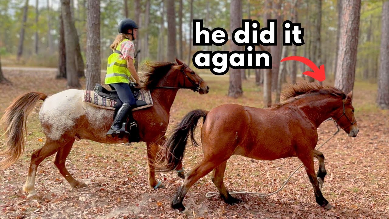 My Horse Jumps for the First Time...He Escaped. 🤦‍♀️