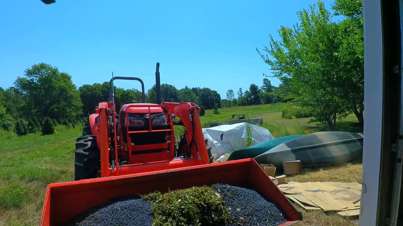 Maine Wild Blueberry Processing
