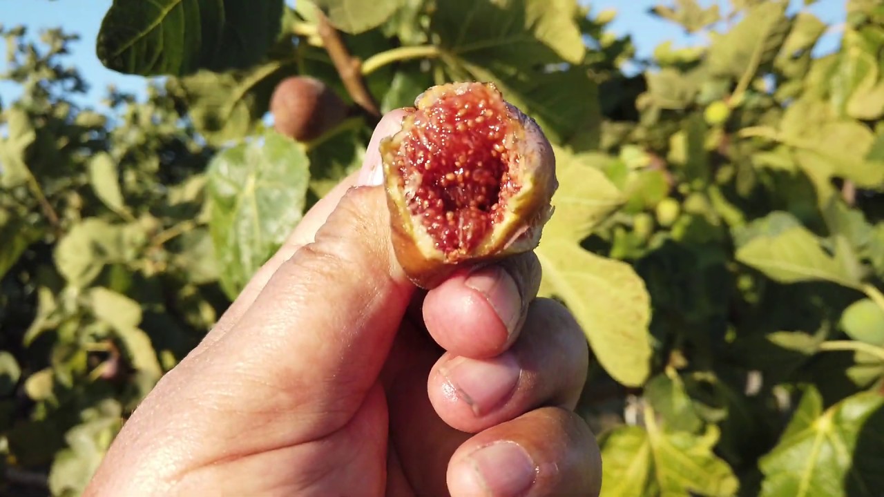 Grise de St. Jean Fig