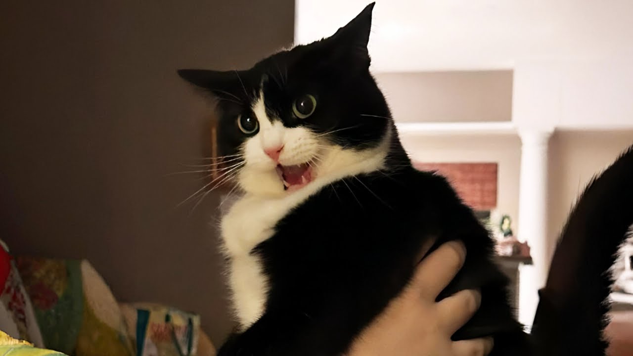 New Funniest Cats Clips 2025😼Try Not To Laugh😜 #31