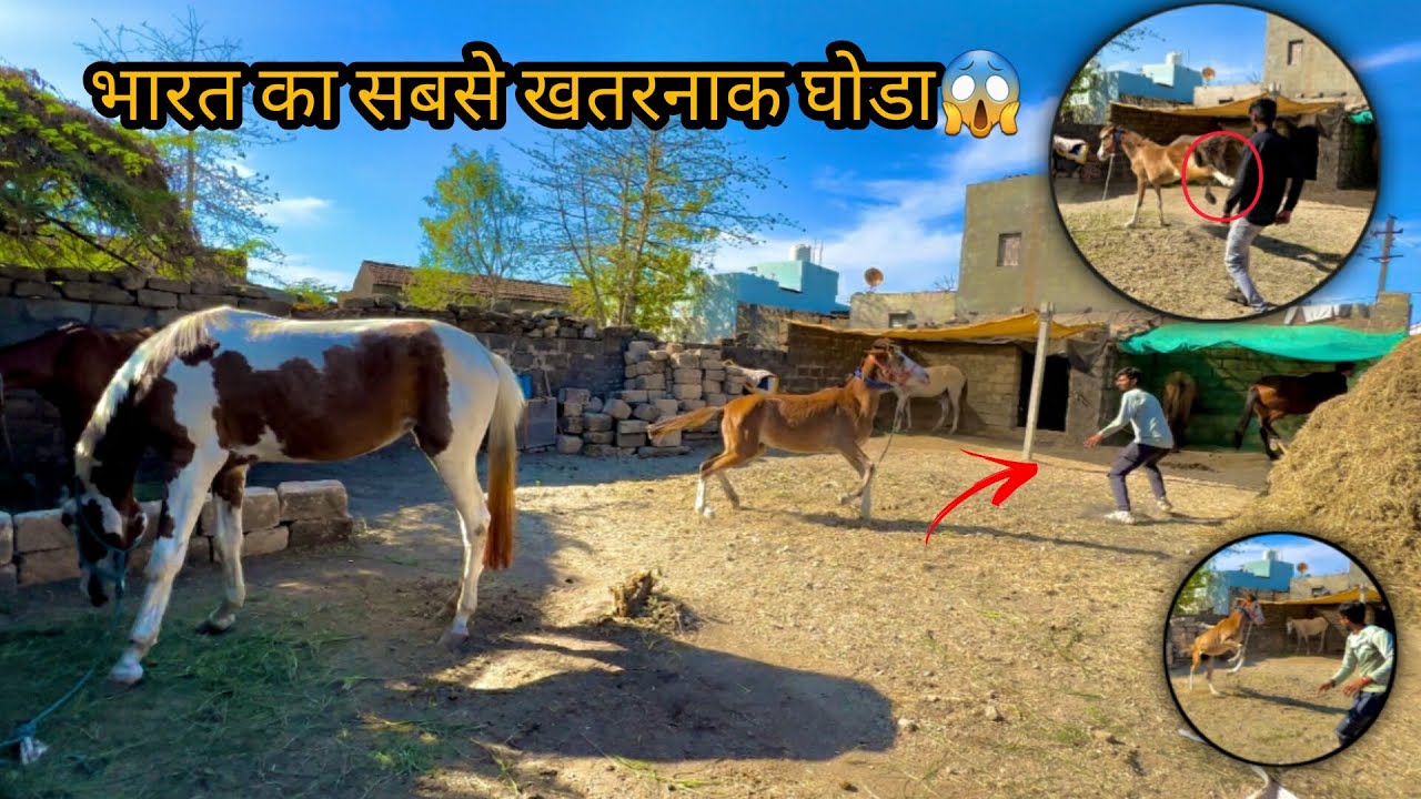 इतना ख़तरनाथ घोड़ा पहलीबार देखा 😨 घोड़े का खतरनाथ रुप 😡