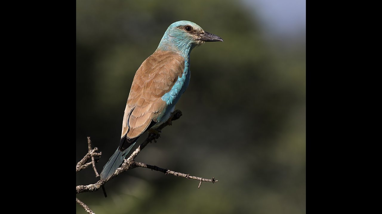 Somkhanda Game Reserve March 2021