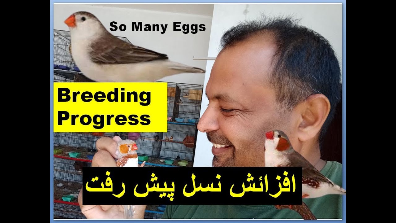 Zebra Finch Bird Breeding Setup Updates by 09072022 | Finches | Birds | Breed| Earn money with birds