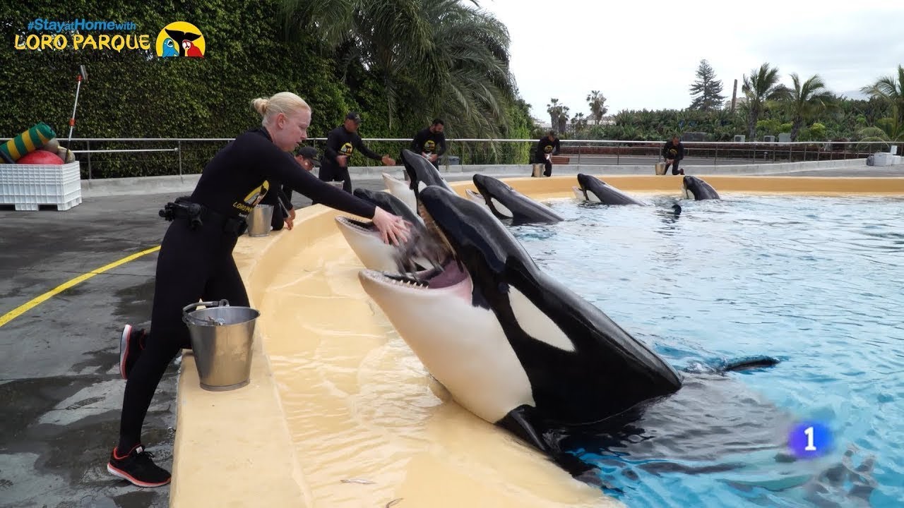 Loro Parque en el Telediario de RTVE