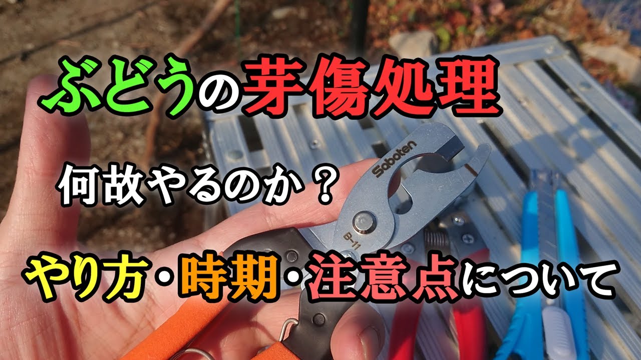 ぶどうの芽傷処理はなぜ行うのか？ 目的・やり方・時期と注意点について
