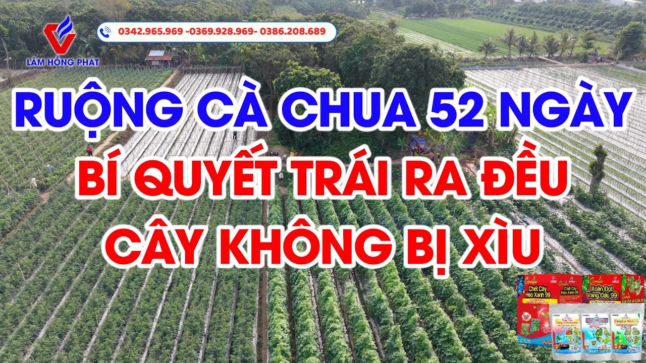 𝐑𝐮𝐨̣̂𝐧𝐠 𝐂𝐚̀ 𝐂𝐡𝐮𝐚 𝐂𝐡𝐮́ 𝐓𝐡𝐚̉𝐨 - 𝐀𝐧 𝐆𝐢𝐚𝐧𝐠 | 𝐏2