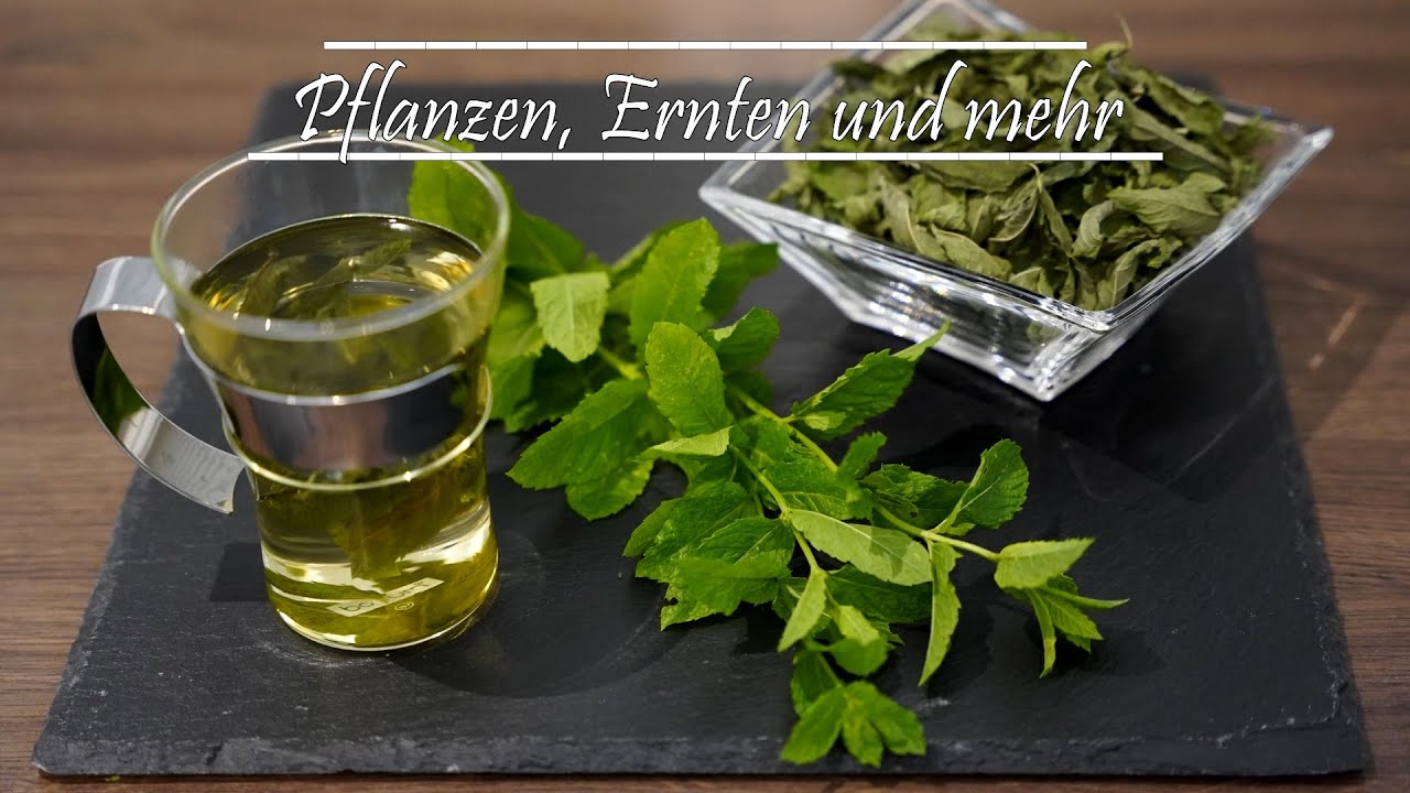 Pfefferminze / Minze schneiden bzw. ernten und haltbar machen, Kr&auml;utertee aus dem eigenen Garten