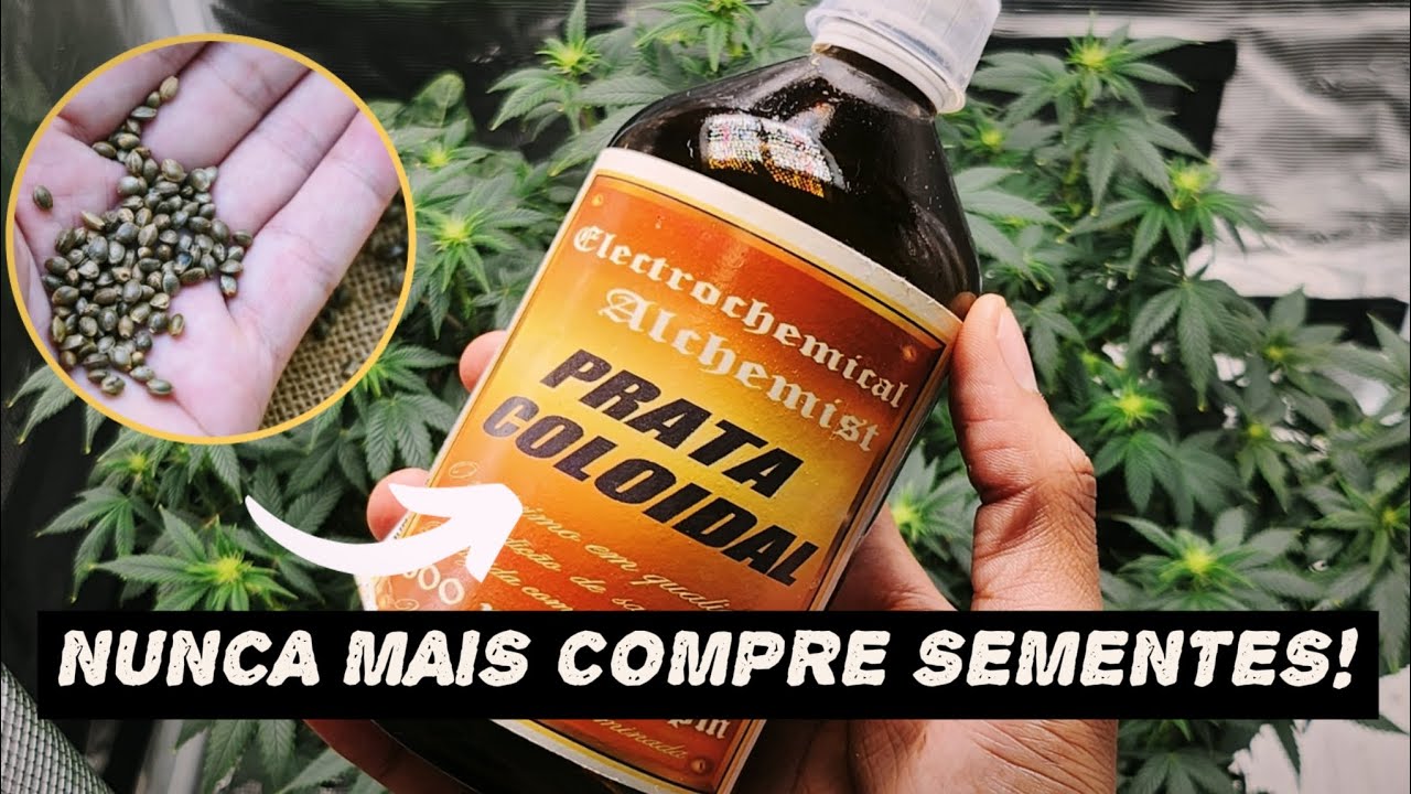 Sementes Feminizadas com Pratacoloidal | Como Fazer (Muito F&aacute;cil)