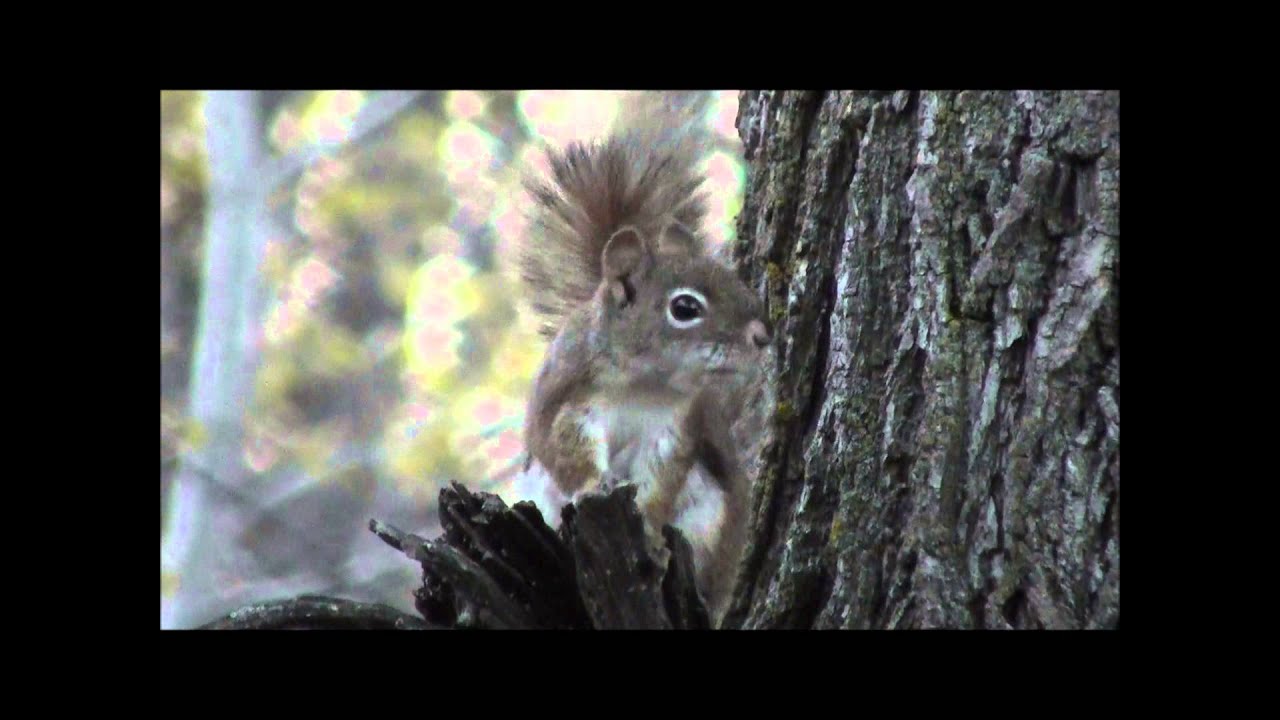 Red Squirrel Chatter