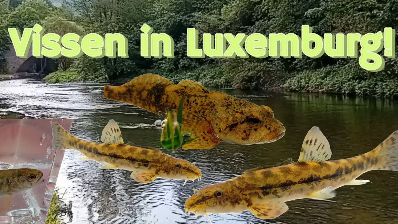 Vissen in Luxemburg