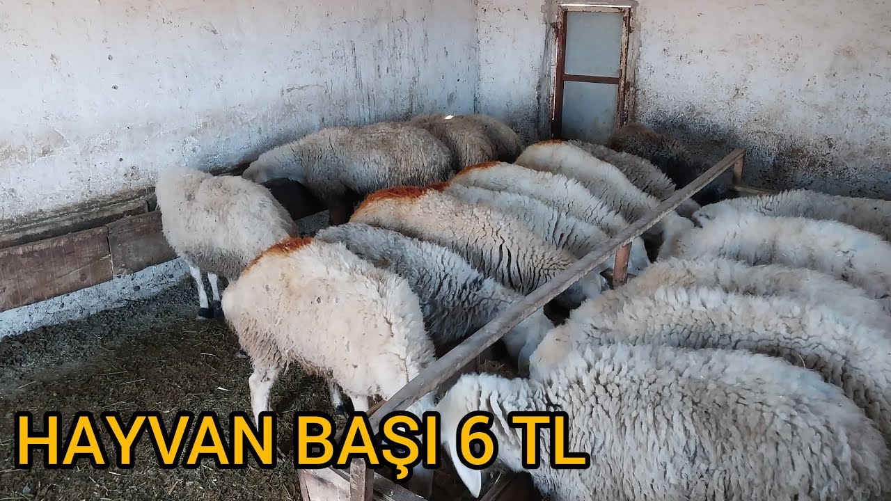 K&uuml;&ccedil;&uuml;kbaş Hayvan Beslenmesi  [1 G&uuml;nl&uuml;k]  #yem #besicilik #rasyon #kurbanlık