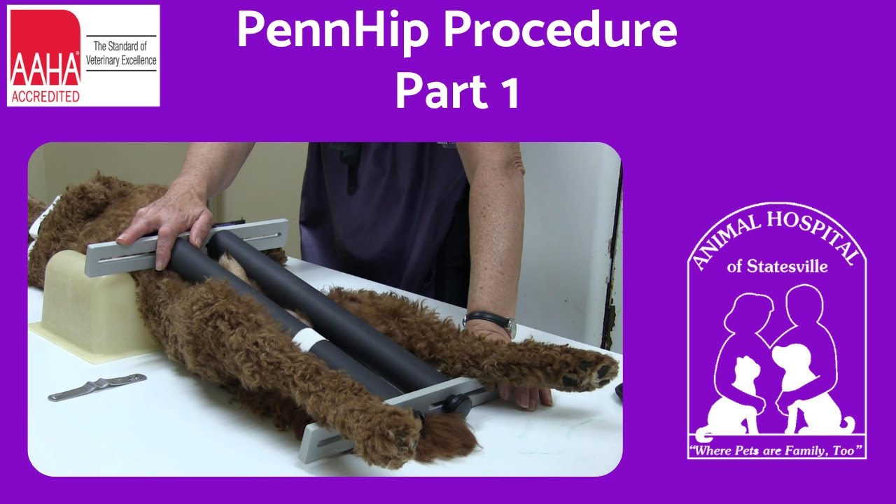 PennHip Procedure Part 1