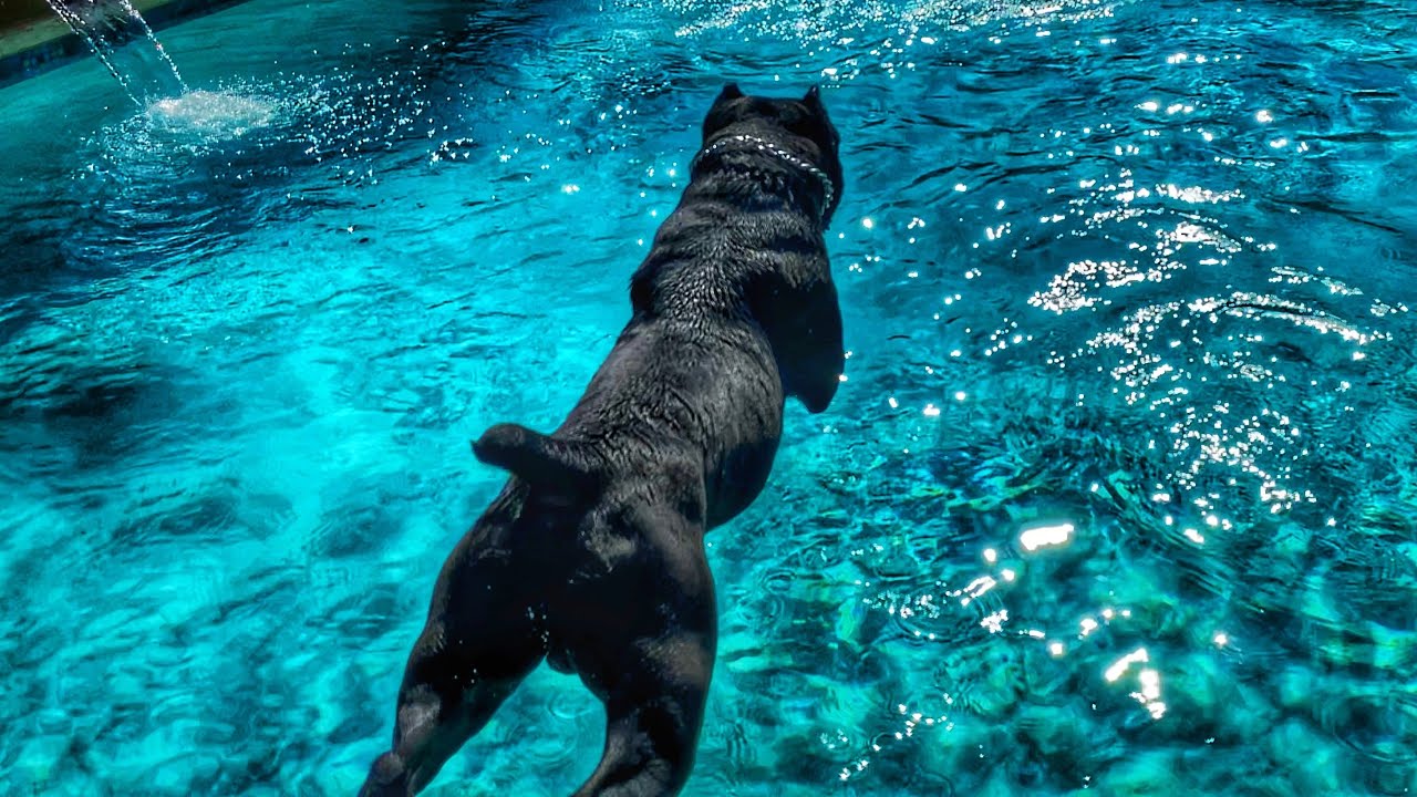 Preacher the Cane Corso teaches canine pool safety on Father’s Day!