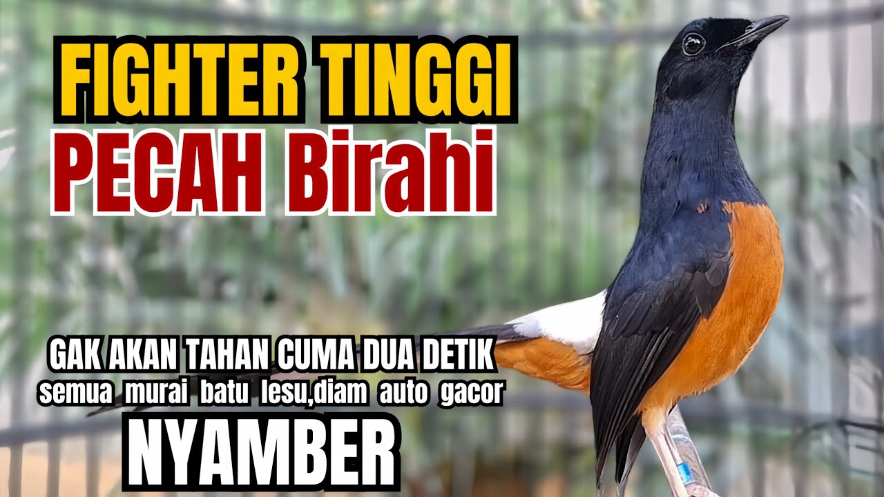 Murai batu GACOR TEMBAKAN MEWAH cocok untuk PANCINGAN agar bunyi JADIKAN burung murai gacor ISIAN