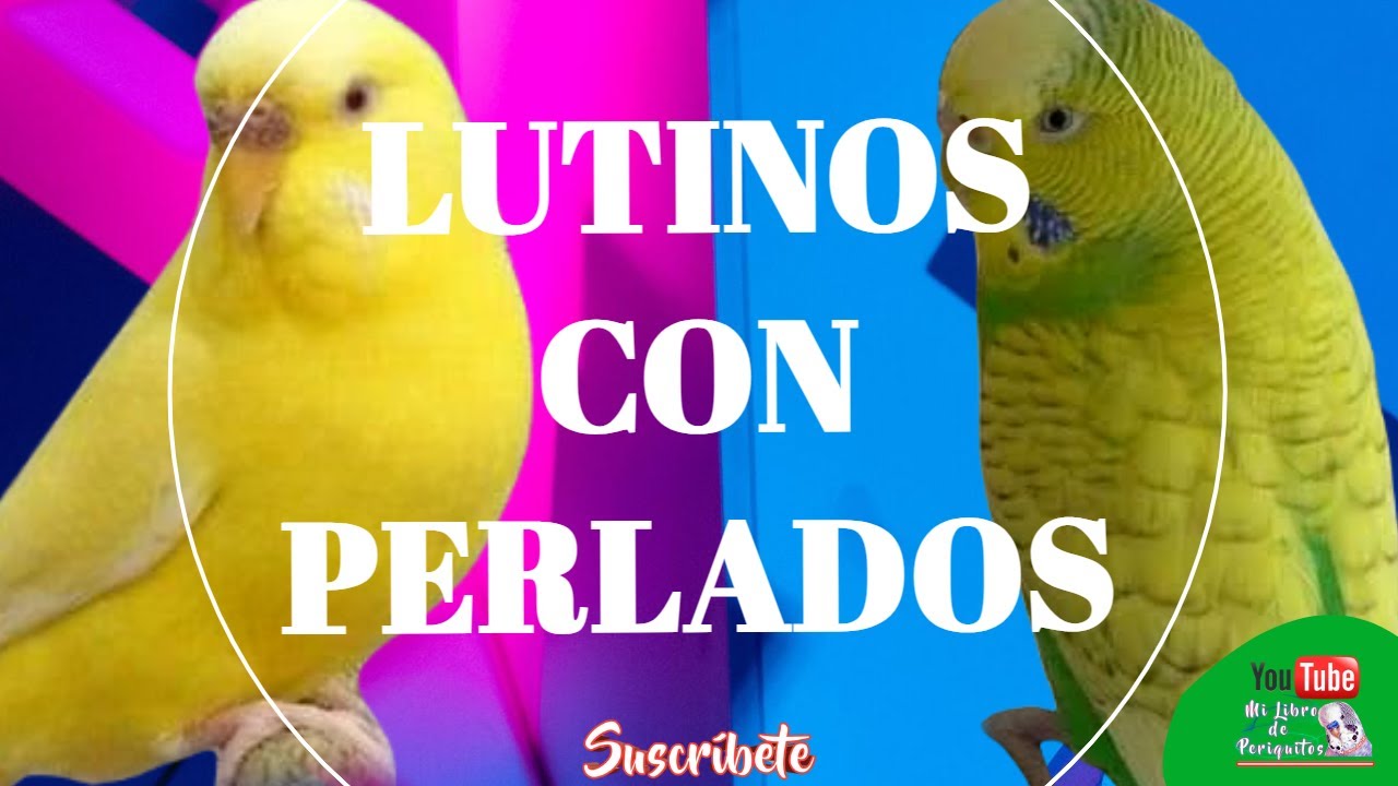 Periquitos Lutinos 👀 Cruzados Con Perlados Linea Verde