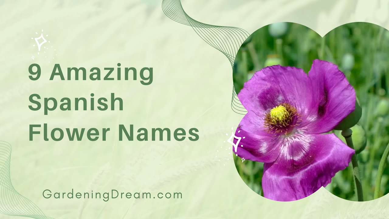 9 Amazing Spanish Flower Names
