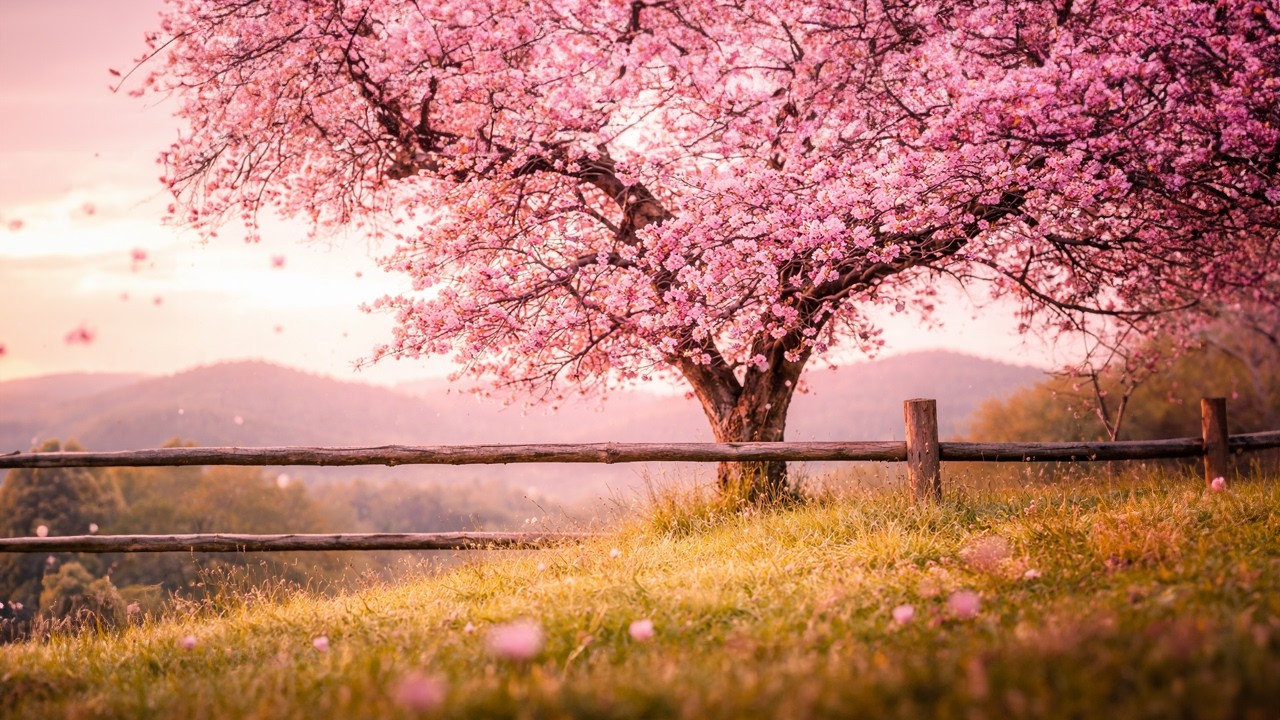 30 Minute Deep Healing Meditation Music • Relieve Anxiety & Stress • Sound Therapy for Inner Peace