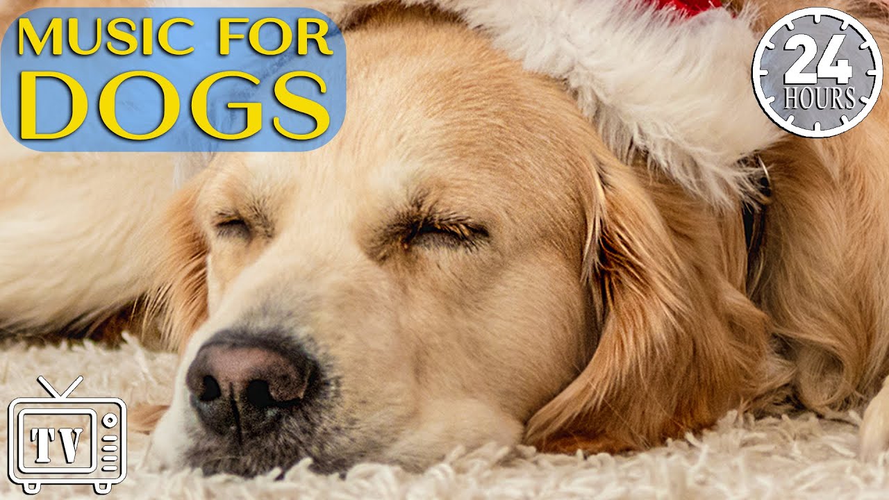 24 hours of Dog Sleep Music 🐶Music for Dogs to Sleep Immediately 🐶 Calming Stress Relief Dog