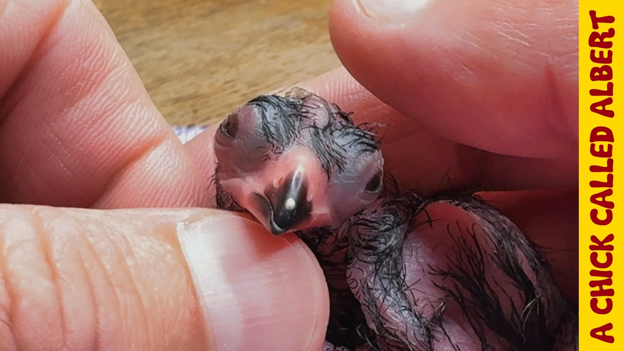 Raising Two Turacos - Giving Life to Eggs That Almost Didn't Make It