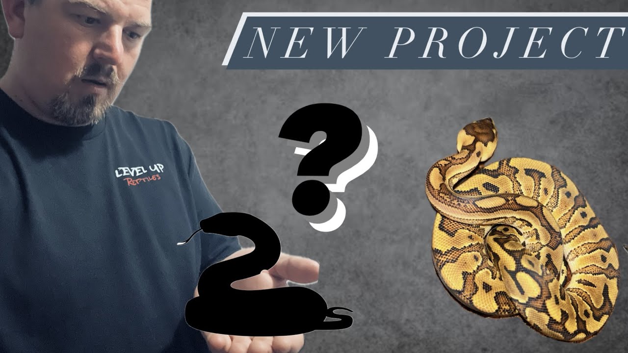 New Ball Python Project