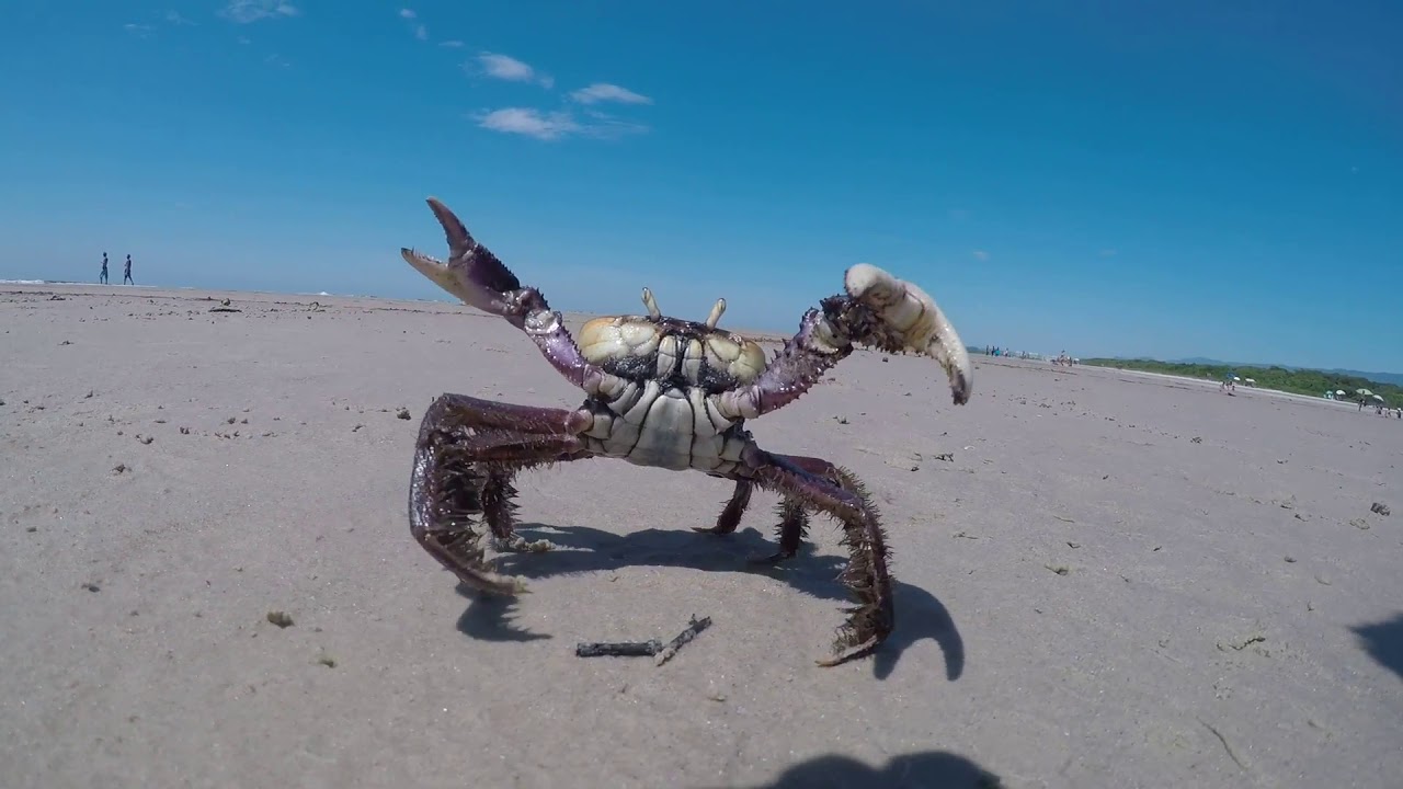 Caranguejo na praia de itaguare bertioga